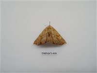 藏品(尺蛾214)的圖片